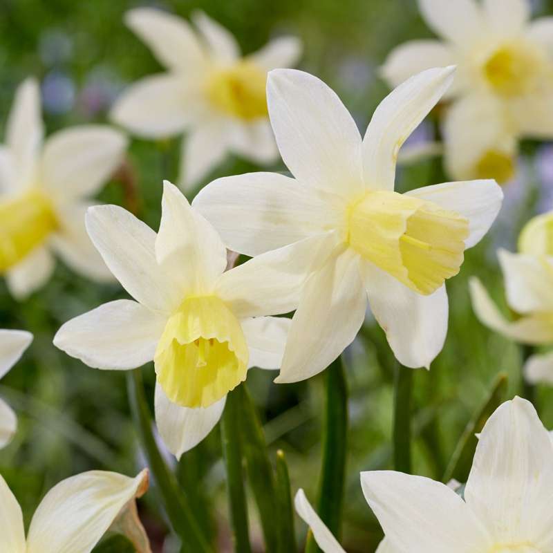 Narcissus 'Sailboat'